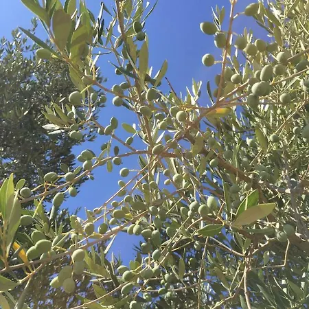 度假居 Masseria Canali Serranova